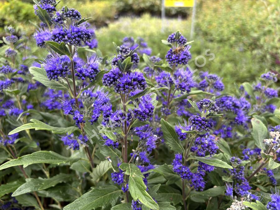Ořechokřídlec clandonský 'Grand Blue' (Inoveris) - Caryopteris clandonensis 'Grand Blue' (Inoveris)
