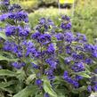 Ořechokřídlec clandonský 'Grand Blue' (Inoveris) - Caryopteris clandonensis 'Grand Blue' (Inoveris)
