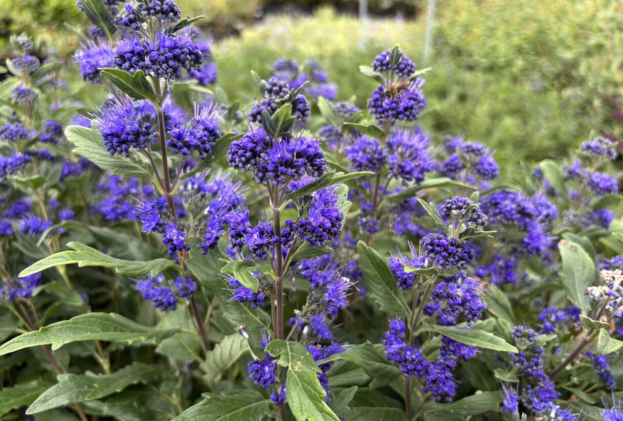 Ořechokřídlec clandonský 'Grand Blue' (Inoveris) - Caryopteris clandonensis 'Grand Blue' (Inoveris)