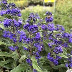 Ořechokřídlec clandonský 'Grand Blue' (Inoveris) - Caryopteris clandonensis 'Grand Blue' (Inoveris)