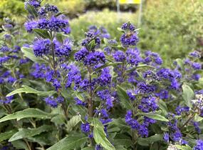 Ořechokřídlec clandonský 'Grand Blue' (Inoveris) - Caryopteris clandonensis 'Grand Blue' (Inoveris)