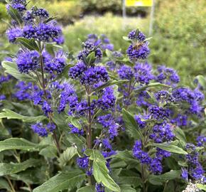 Ořechokřídlec clandonský 'Grand Blue' (Inoveris) - Caryopteris clandonensis 'Grand Blue' (Inoveris)