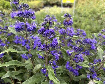 Ořechokřídlec clandonský 'Grand Blue' (Inoveris)