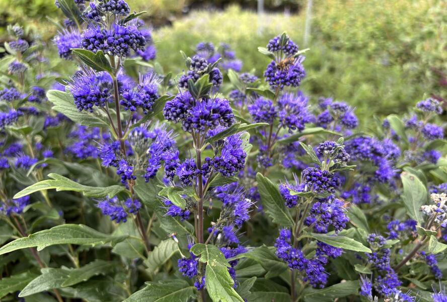 Ořechokřídlec clandonský 'Grand Blue' (Inoveris) - Caryopteris clandonensis 'Grand Blue' (Inoveris)
