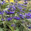 Ořechokřídlec clandonský 'Grand Blue' (Inoveris) - Caryopteris clandonensis 'Grand Blue' (Inoveris)