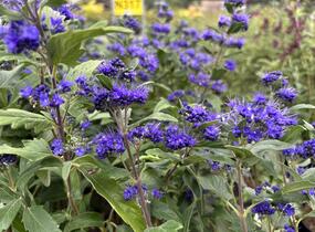 Ořechokřídlec clandonský 'Grand Blue' (Inoveris) - Caryopteris clandonensis 'Grand Blue' (Inoveris)