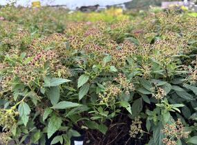 Tavolník 'JB Kim' - Spiraea 'JB Kim'