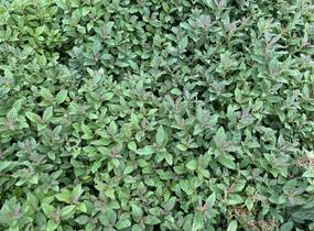 Tavolník 'JB Kim' - Spiraea 'JB Kim'