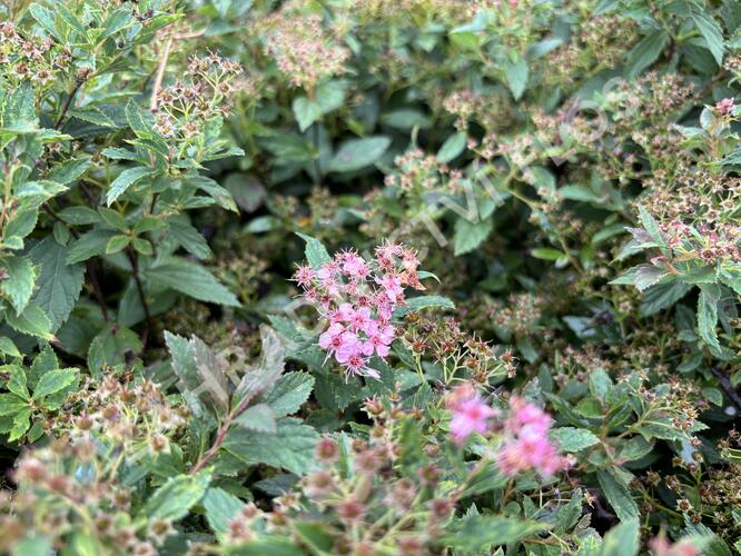 Tavolník 'JB Kim' - Spiraea 'JB Kim'