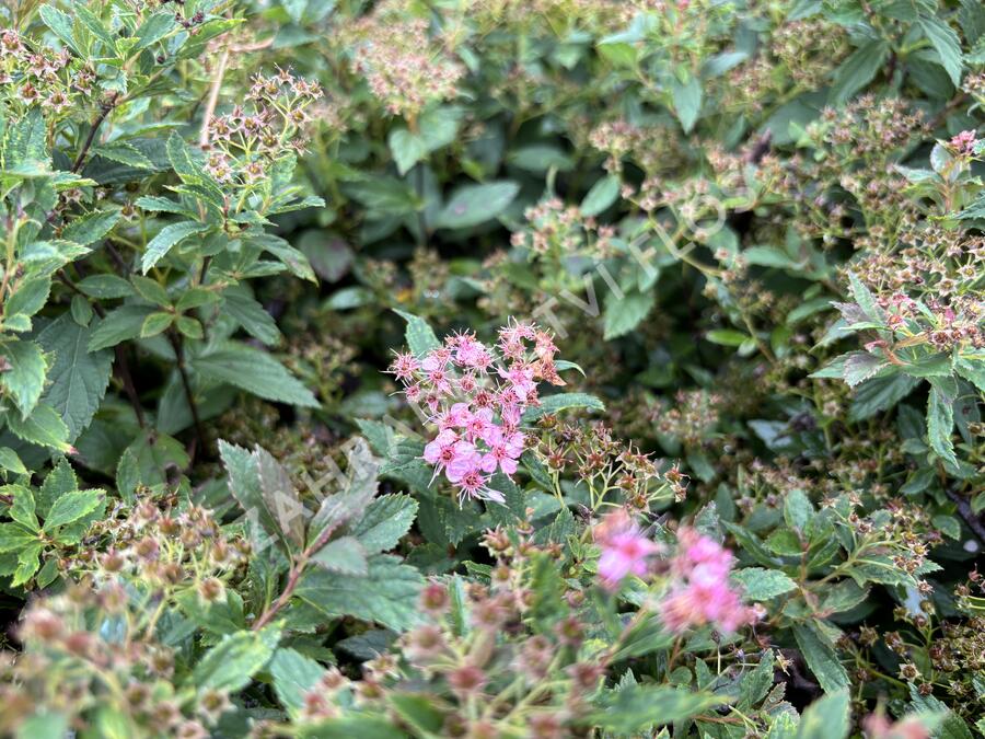 Tavolník 'JB Kim' - Spiraea 'JB Kim'