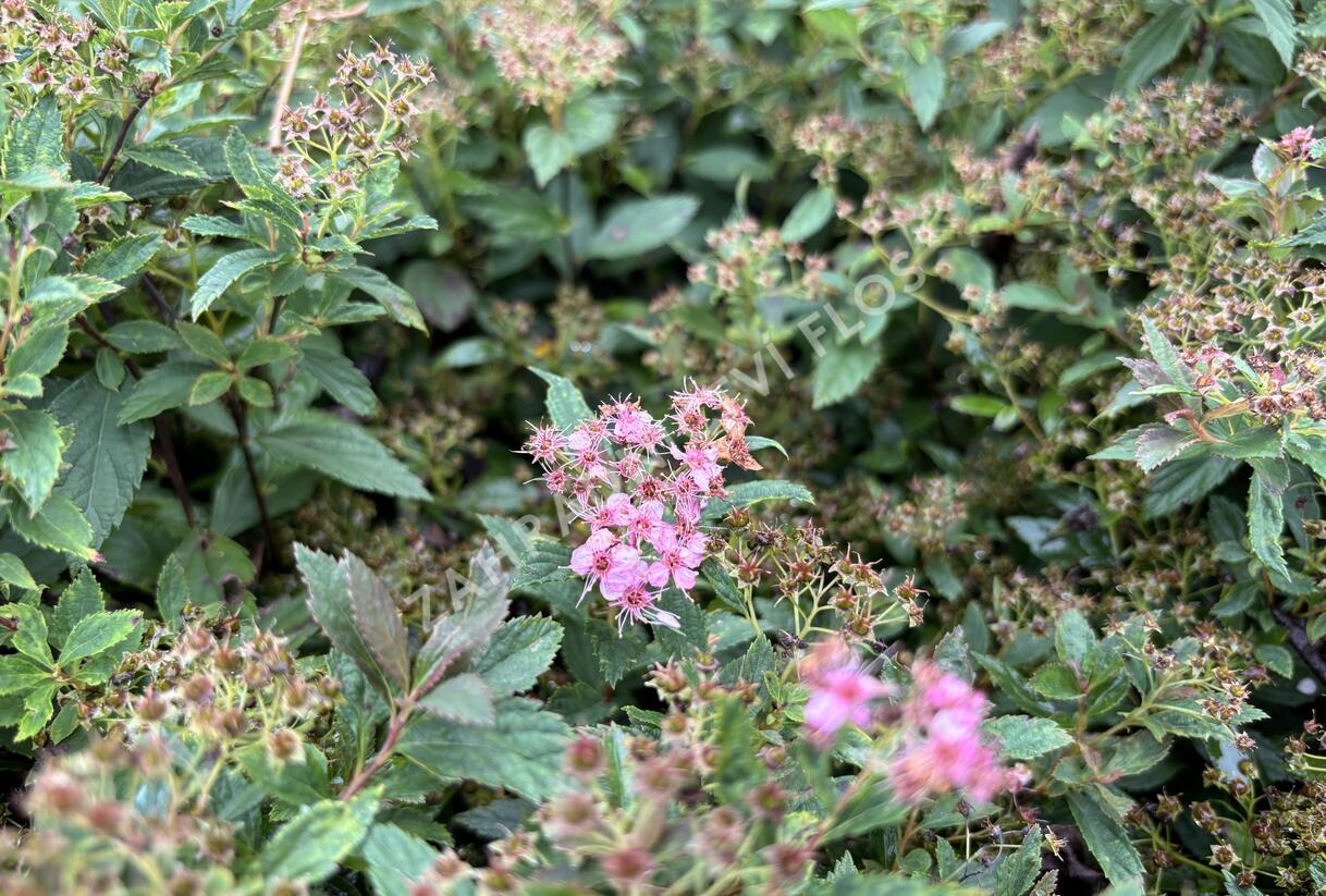 Tavolník 'JB Kim' - Spiraea 'JB Kim'