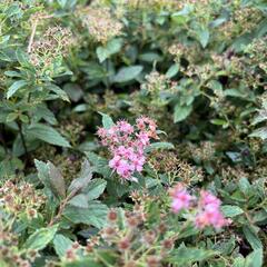 Tavolník 'JB Kim' - Spiraea 'JB Kim'