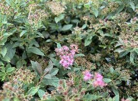 Tavolník 'JB Kim' - Spiraea 'JB Kim'