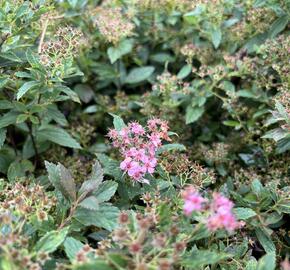 Tavolník 'JB Kim' - Spiraea 'JB Kim'