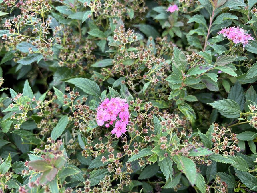 Tavolník 'JB Kim' - Spiraea 'JB Kim'