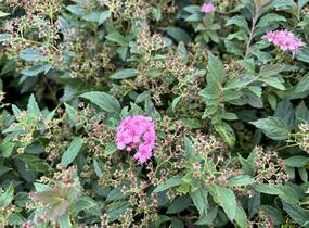 Tavolník 'JB Kim' - Spiraea 'JB Kim'