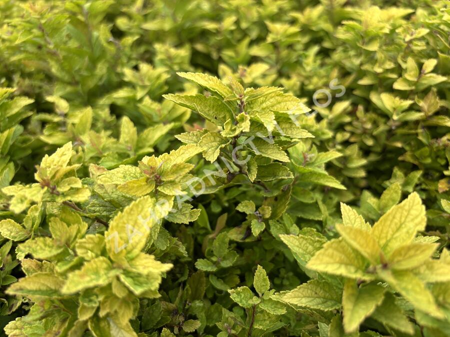 Tavolník japonský 'Golden Jack' - Spiraea japonica 'Golden Jack'