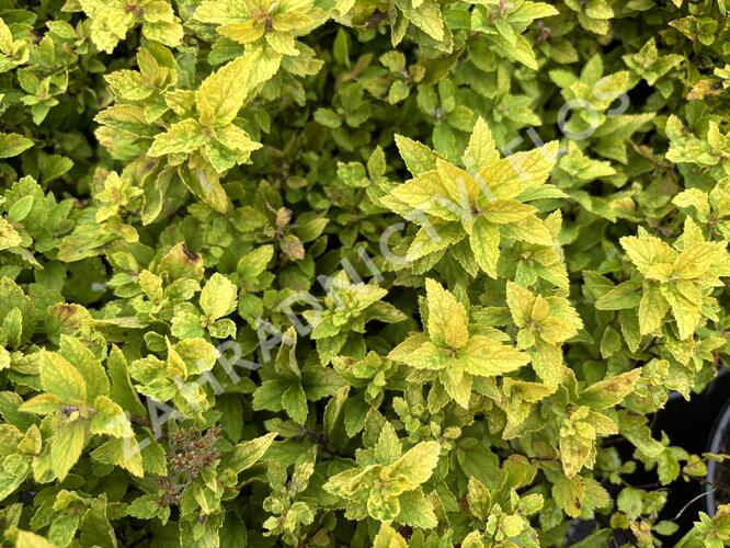 Tavolník japonský 'Golden Jack' - Spiraea japonica 'Golden Jack'