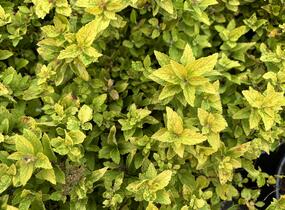 Tavolník japonský 'Golden Jack' - Spiraea japonica 'Golden Jack'