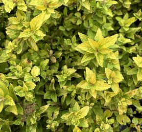 Tavolník japonský 'Golden Jack' - Spiraea japonica 'Golden Jack'