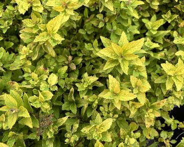 Tavolník japonský 'Golden Jack'