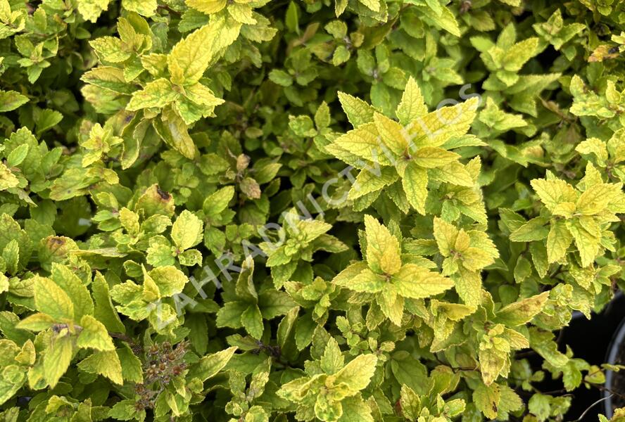 Tavolník japonský 'Golden Jack' - Spiraea japonica 'Golden Jack'