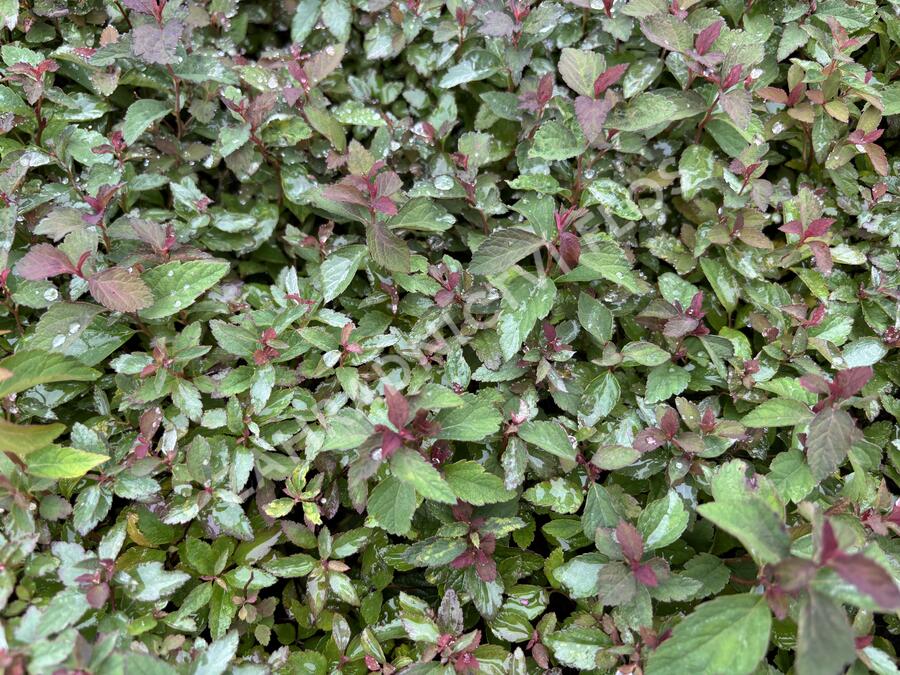 Tavolník japonský 'Merlo Green' - Spiraea japonica 'Merlo Green'