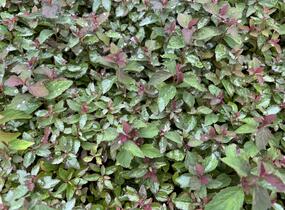 Tavolník japonský 'Merlo Green' - Spiraea japonica 'Merlo Green'