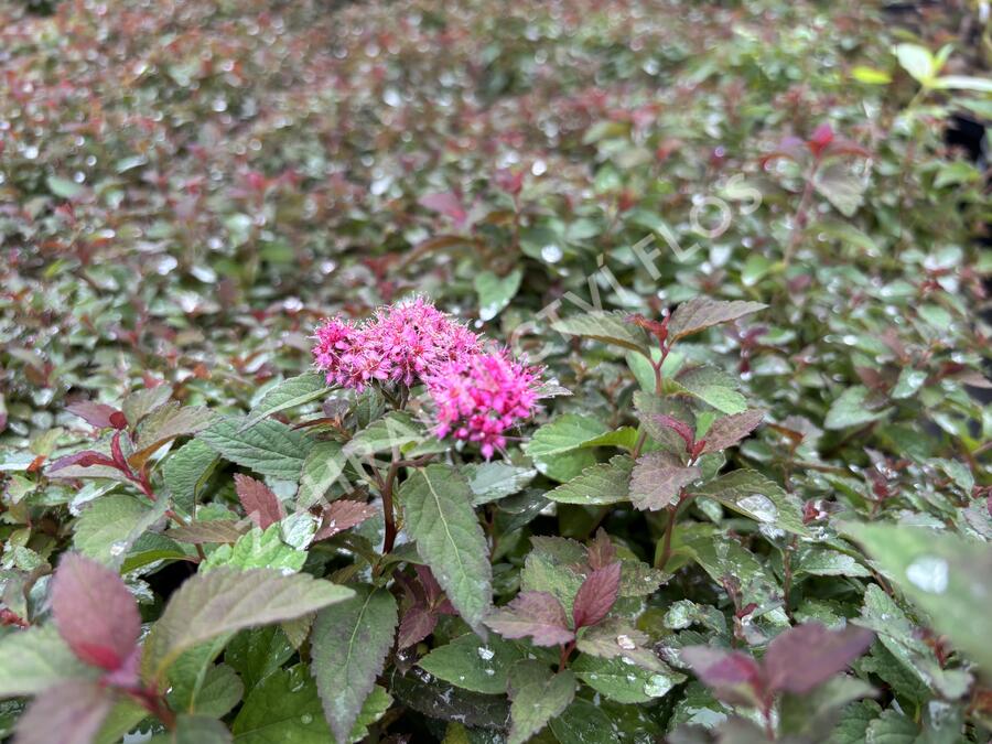 Tavolník japonský 'Merlo Green' - Spiraea japonica 'Merlo Green'
