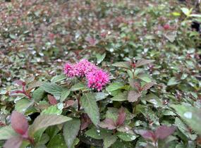 Tavolník japonský 'Merlo Green' - Spiraea japonica 'Merlo Green'