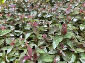 Tavolník japonský 'Merlo Green' - Spiraea japonica 'Merlo Green'