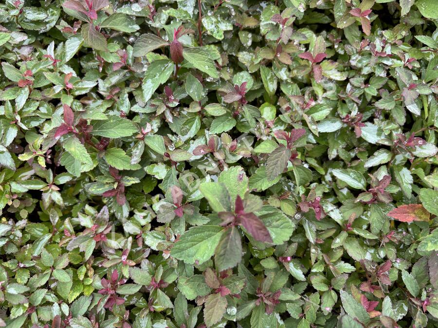 Tavolník japonský 'Merlo Green' - Spiraea japonica 'Merlo Green'