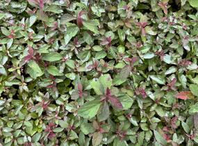 Tavolník japonský 'Merlo Green' - Spiraea japonica 'Merlo Green'