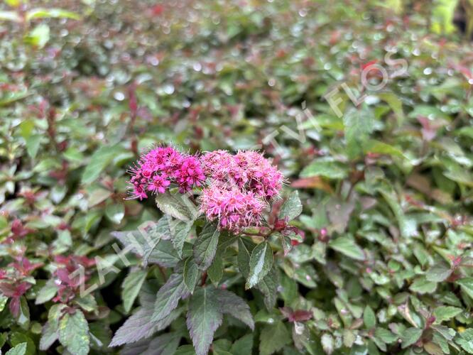 Tavolník japonský 'Merlo Green' - Spiraea japonica 'Merlo Green'