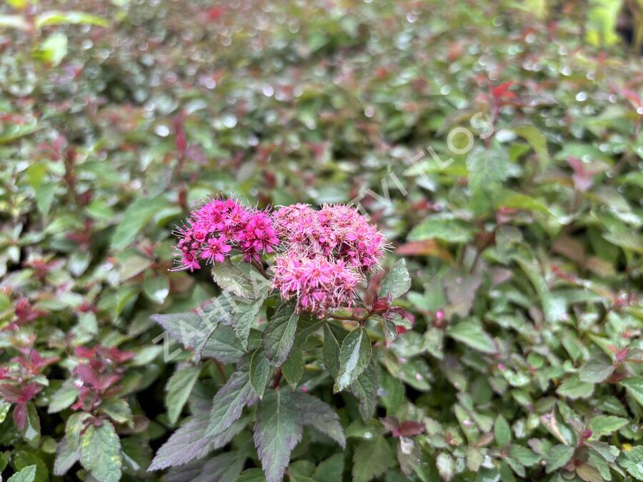 Tavolník japonský 'Merlo Green' - Spiraea japonica 'Merlo Green'