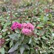 Tavolník japonský 'Merlo Green' - Spiraea japonica 'Merlo Green'