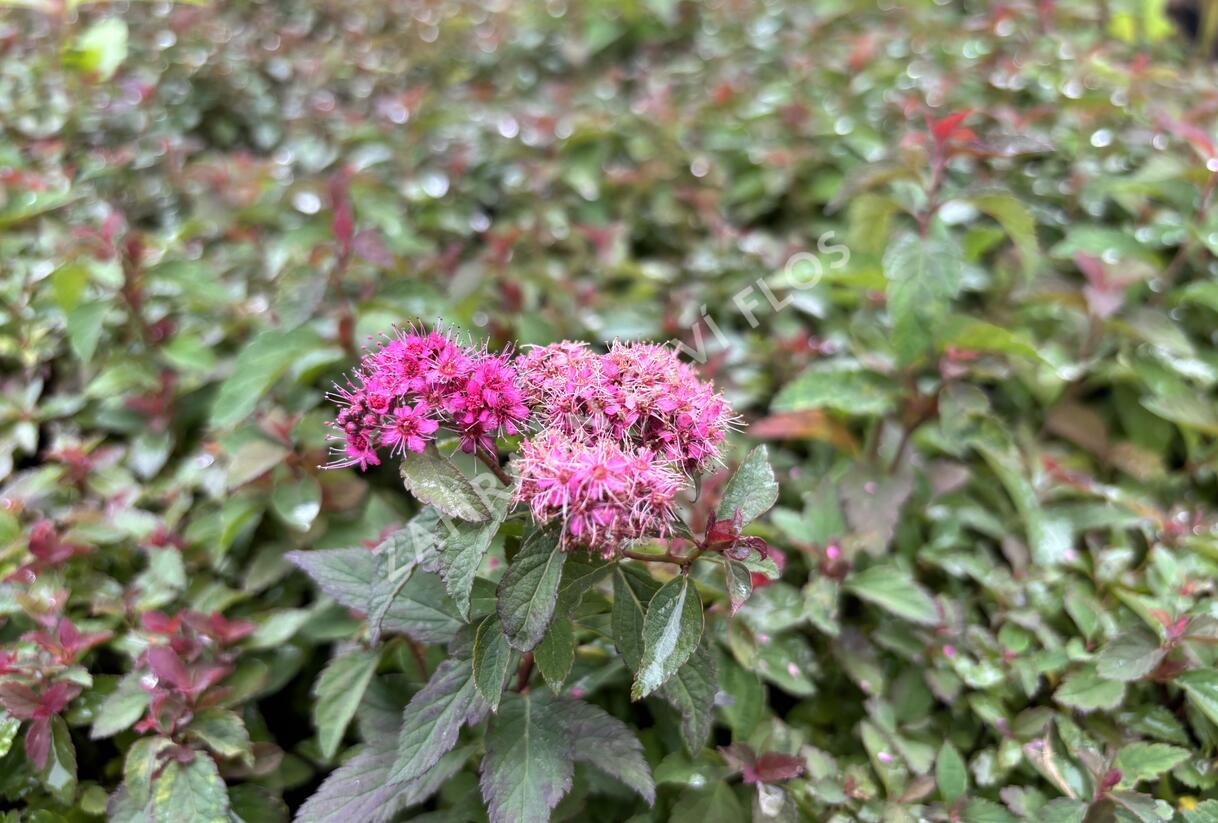 Tavolník japonský 'Merlo Green' - Spiraea japonica 'Merlo Green'