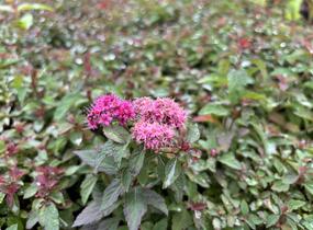 Tavolník japonský 'Merlo Green' - Spiraea japonica 'Merlo Green'