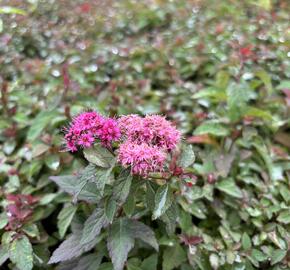 Tavolník japonský 'Merlo Green' - Spiraea japonica 'Merlo Green'