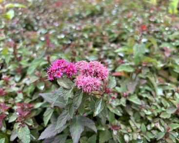 Tavolník japonský 'Merlo Green'