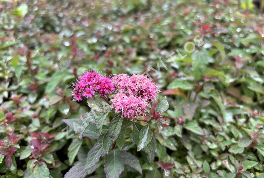 Tavolník japonský 'Merlo Green' - Spiraea japonica 'Merlo Green'