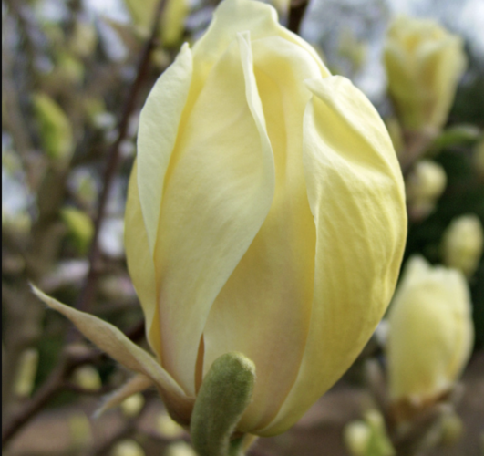 Šácholan 'Yellow Lantern' - Magnolia 'Yellow Lantern'