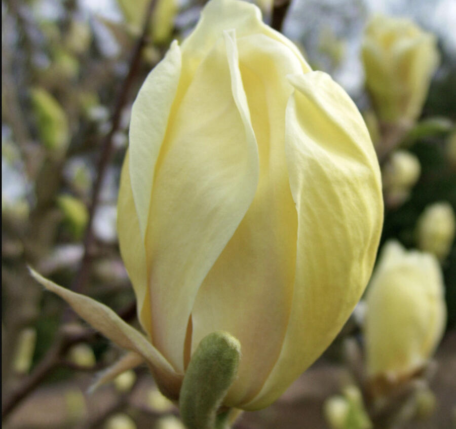 Šácholan 'Yellow Lantern' - Magnolia 'Yellow Lantern'