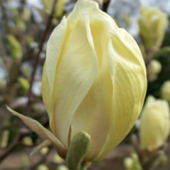 Šácholan 'Yellow Lantern' - Magnolia 'Yellow Lantern'