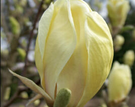 Šácholan 'Yellow Lantern'