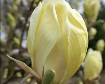 Šácholan 'Yellow Lantern'