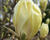 Šácholan 'Yellow Lantern'