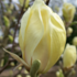 Magnolia 'Yellow Lantern'.png