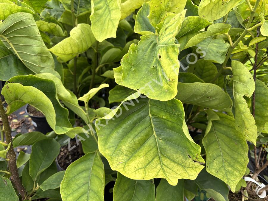 Šácholan 'Yellow Lantern' - Magnolia 'Yellow Lantern'