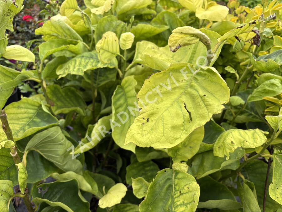 Šácholan 'Yellow Lantern' - Magnolia 'Yellow Lantern'